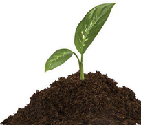 ECOJUTA